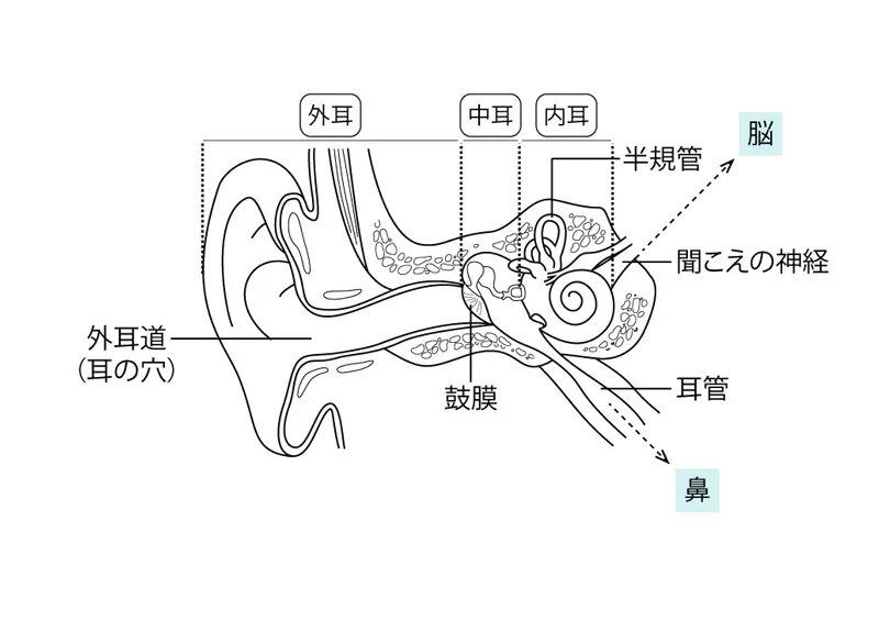 耳の解剖図